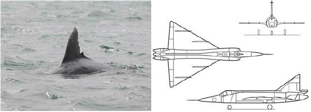 dolphin fin delta wing